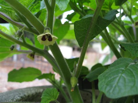 Growing and Harvesting Ground Cherries - Gardenerd