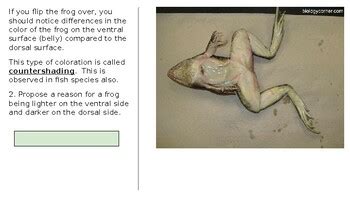 Frog Dissection Biology by Me 的图像结果