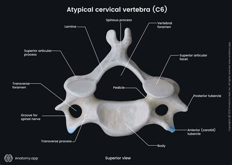 Cervical vertebrae | Anatomy.app
