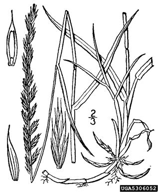 quackgrass, Elymus repens (Cyperales: Poaceae) - 5306052