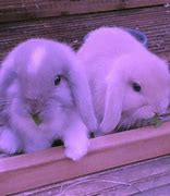 Image result for Cute Blue Bunnies