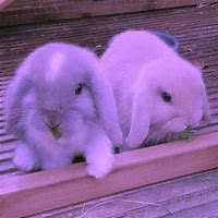 Image result for Rabbit Babies Nest