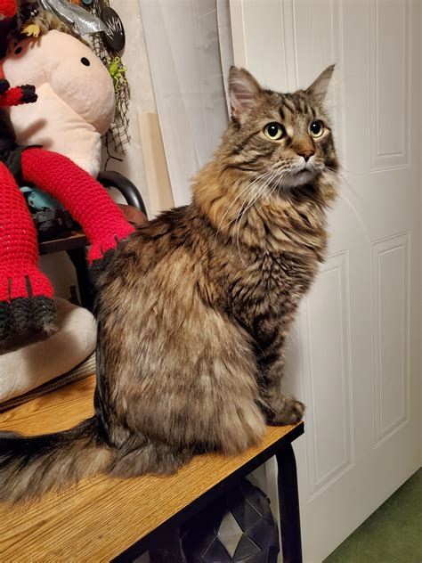 Mister Fluff looking all regal | Scrolller