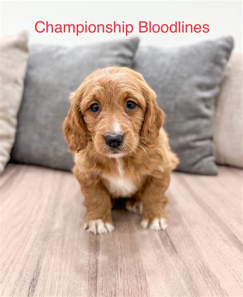 Bella - Mini Goldendoodle Puppy for Sale in Millersburg, OH | Lancaster ...