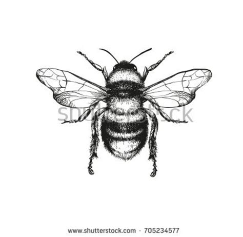 Bumble Bee scientigic Illustration | Engraving illustration, Bee drawing, Bee illustration