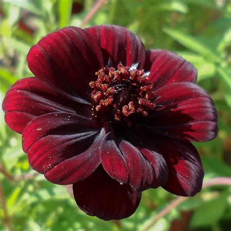 Chocolate Cosmos Flower Bouquet