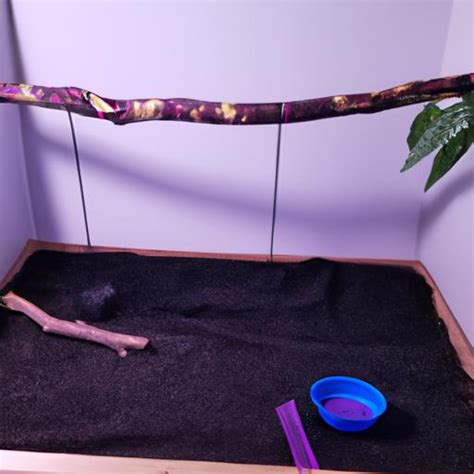 Purple Passion Ball Python: A Captivating Morph for Reptile Enthusiasts