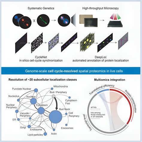 Cell Cycle Concept Map Biology 的图像结果