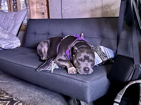 Gwinnett Humane Society – Helping complete Gwinnett families, one pet ...