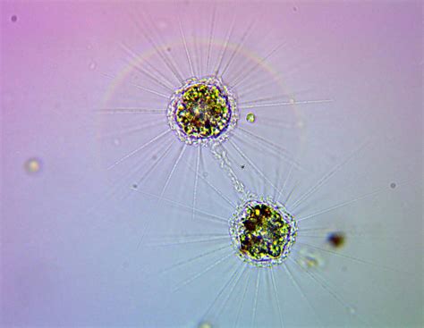 Microscopic Organisms in a Drop of Pond Water