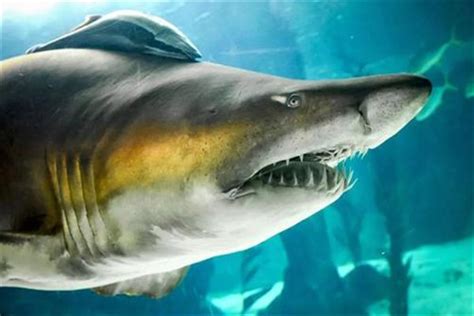 牛鲨:唯一穿梭于淡水和咸水中的鲨鱼(血液能调节盐分)-小狼观天下