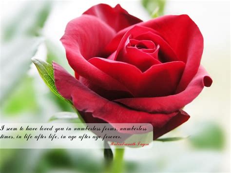 50 Best Rose Quotes To Show Your Love – The WoW Style