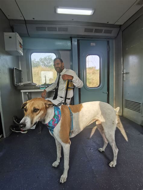 Are Dogs Allowed In Amtrak Trains