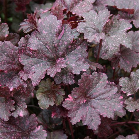 Heuchera Midnight Rose - JParkers