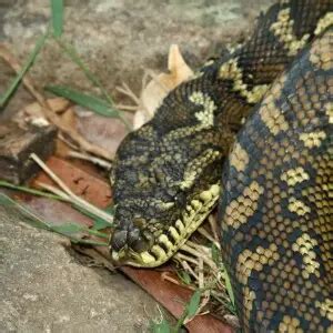 Image result for Diamond Python Distribution Map