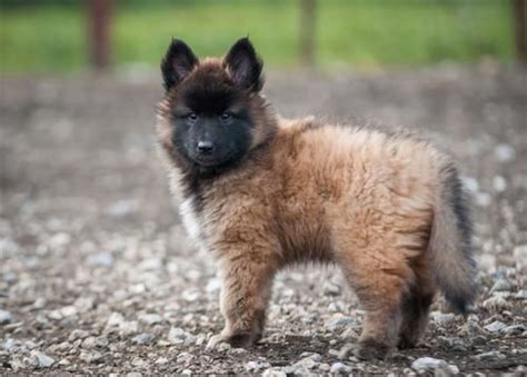 Belgian Shepherd Dog (Tervuren) vs Austrailian Blue Heeler - Breed ...