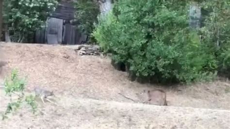 Mountain Lion Eats Coyote 的图像结果