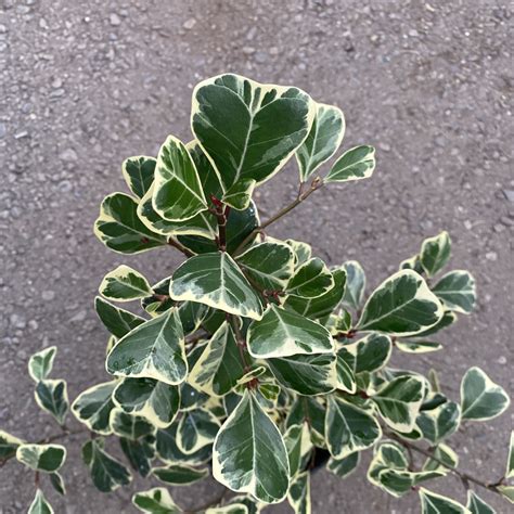 Image result for Ficus Triangularis Variegata Humidity