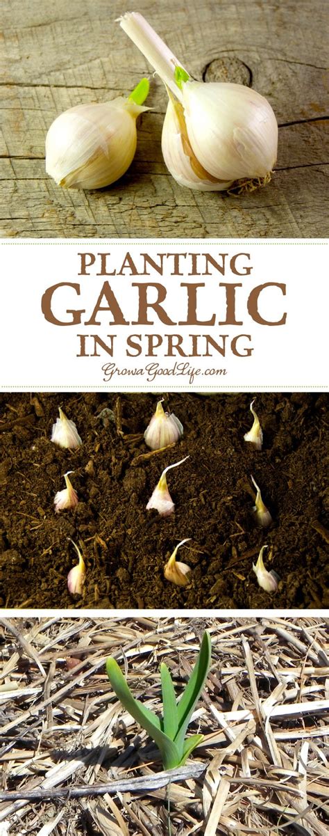Image result for Planting Spring Garlic