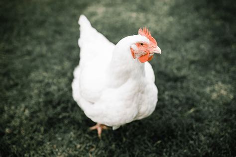 Broiler Chicken Breeds: 16 of the Best Meat Chickens - Amy K. Fewell