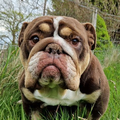 Brown English Bulldog