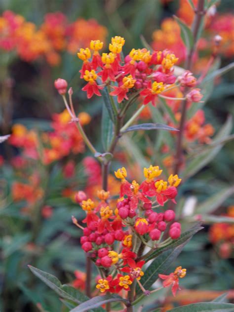 Asclepias fascicularis (Narrow Leaf Milkweed)