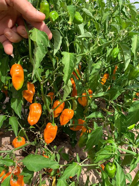 Habanero Plant How To Grow Bell Pepper Plants Hydrobuilder Learning