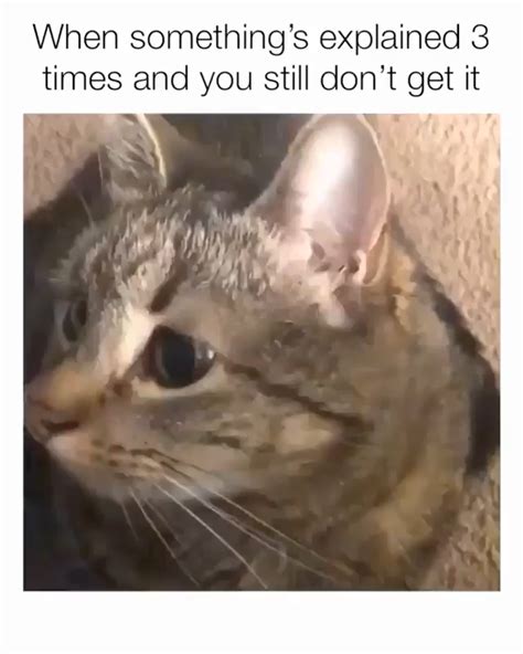 Confused Cat Meme Template