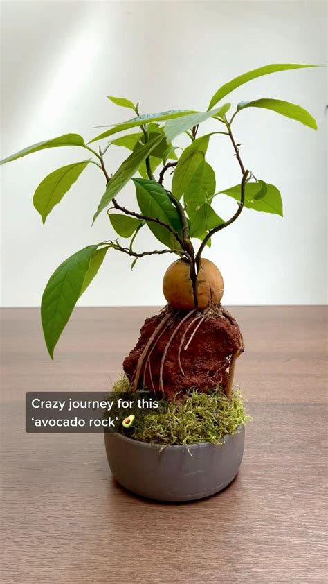 Image result for Small Avocado Tree