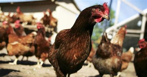 Why India’s poultry industry is chicken about American imports