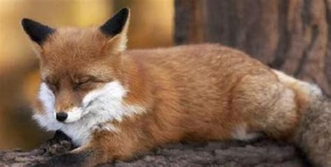 狐狸为什么不能随便养,狐狸可以当宠物养合法吗-热聚社