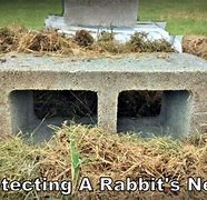 Image result for Protect Rabbit Nest