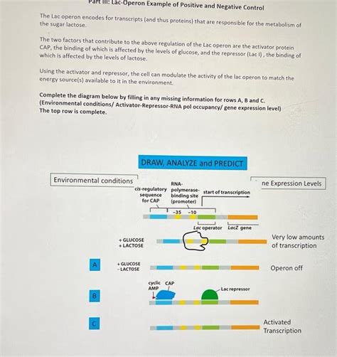 Image result for Positive Und Negative Regulation Lac Operon Chart