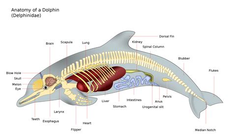 Dolphin Anatomy - GRD