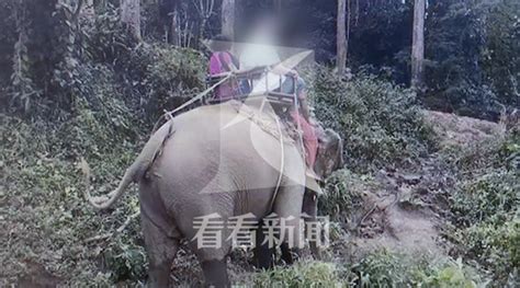 泰国大象载中国游客丛林狂奔 全家老小6人受伤|大象|泰国_新浪新闻