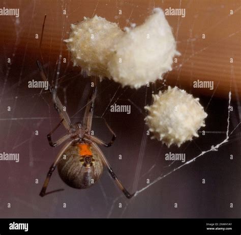 FILE - This Sept. 3, 2004, file photo shows a Brown Widow spider ...