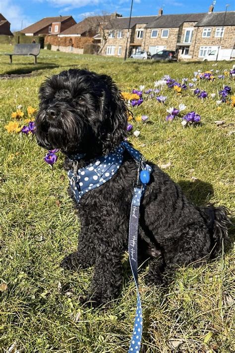 Image result for Black Cockapoo