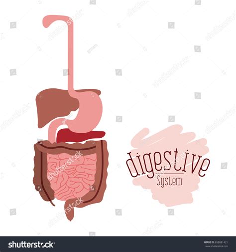 Image result for Digestive System No Background