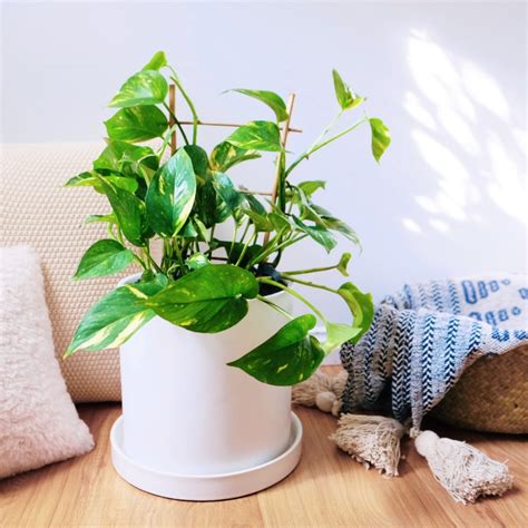 Best Low Maintenance Indoor Plants | Natures Colours
