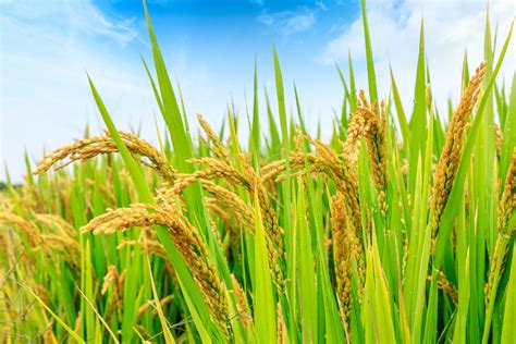 PAPL - Cultivating Regeneration