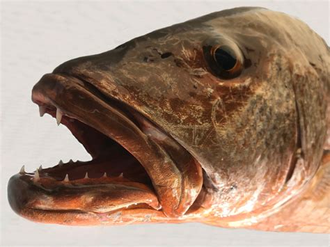 Image result for Pacific Snapper