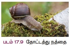 முதுகுநாணற்றவை | Phylum – Porifera (Pore bearers) - Kingdom Animalia ...