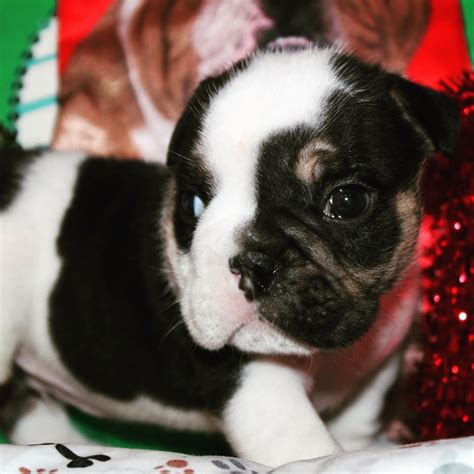 Next Day Pets (@nextdaypets) • Instagram photos and videos