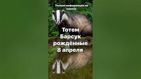Тотем Барсук рождённые 8 апреля Гадание на камнях , Тотемы, Гороскопы ...