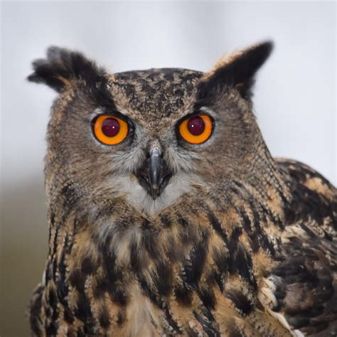 HAWK FORCE FALCONRY (2026) All You Need to Know BEFORE You Go (with ...