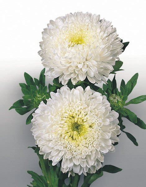 Integral transparency : spiritual meaning of flower
