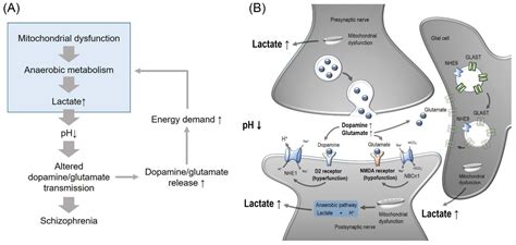 Decreased Brain pH and Pathophysiology in Schizophrenia