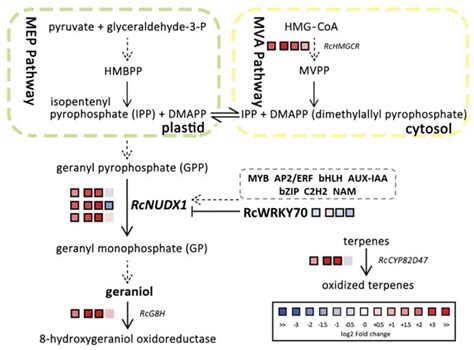 Identification and Characterization of Transcription Factors Involved ...