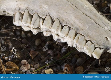 Jaw teeth of sheep stock image. Image of bone, biology - 26826337