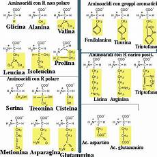 alimenti contengono lisina aminoacidi basici alimenti contengono lisina aminoacidi basici